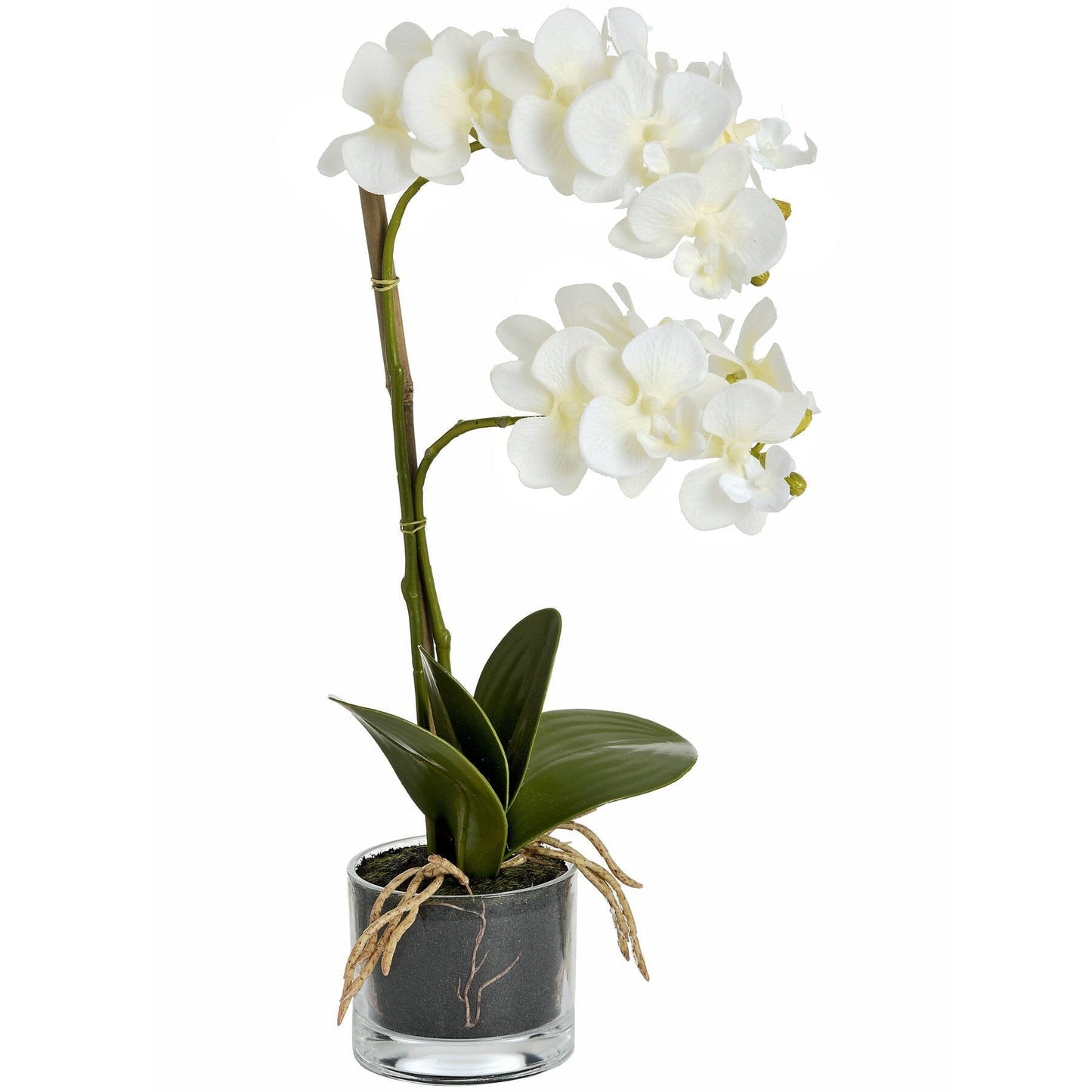 Harmony White Potted Orchid Hill Interiors