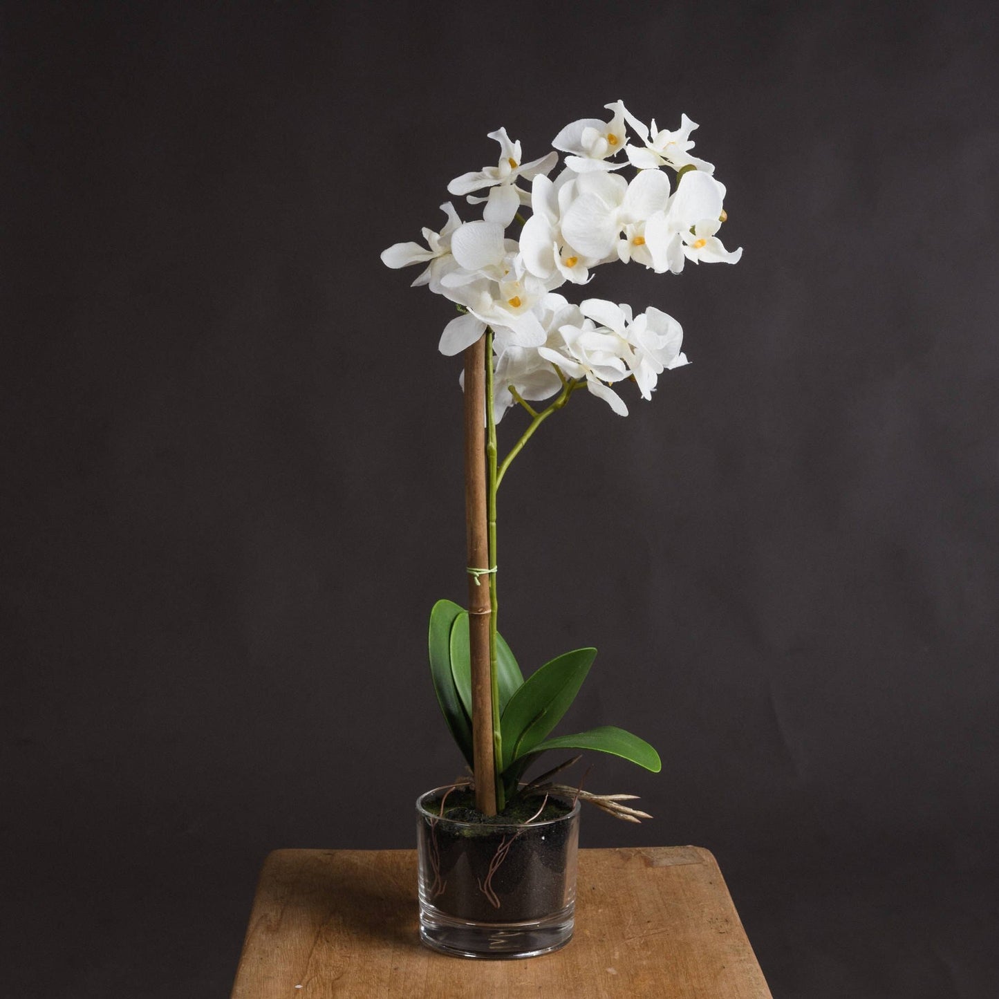 Harmony White Potted Orchid Hill Interiors 