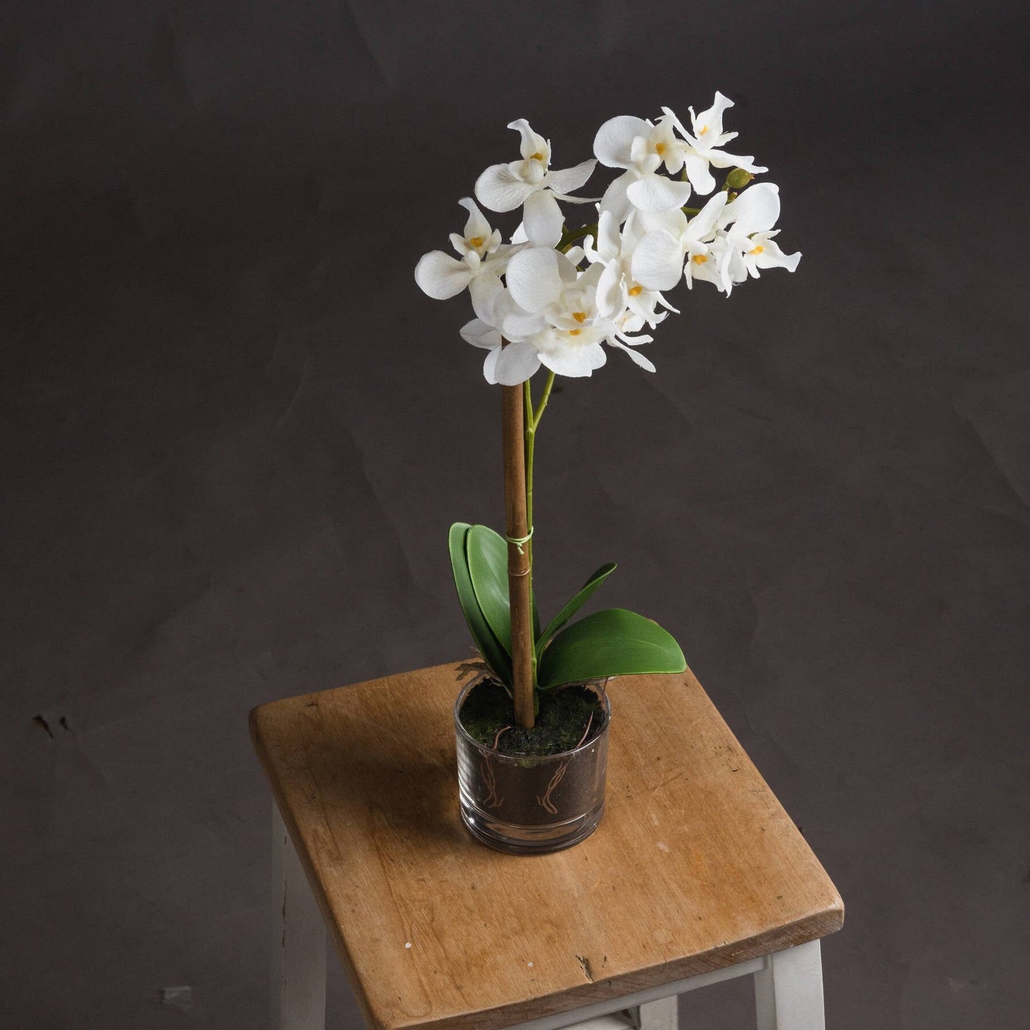 Harmony White Potted Orchid Hill Interiors 