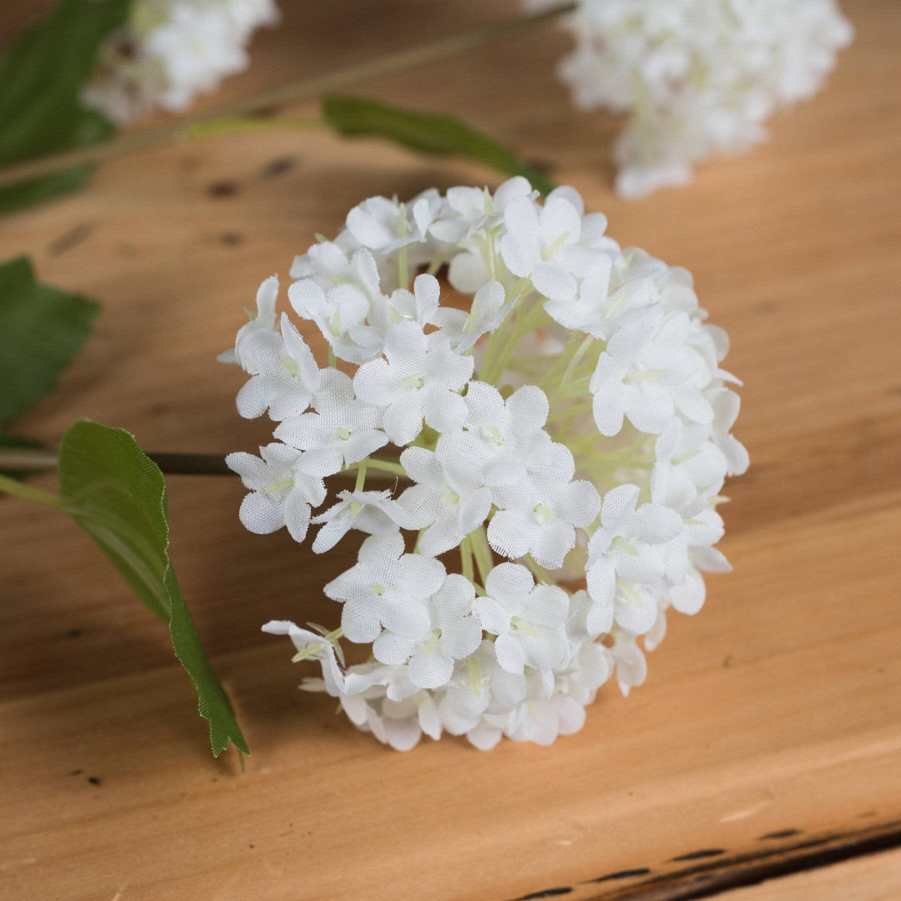 Viburnum Opulus Hill Interiors 